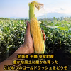 コ〜ンなに甘いゴールドラッシュはいかが？北海道十勝めむろ産(8月発送)