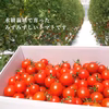 採れたて直送ミニトマト！【農学博士のDr.トマト】クール便