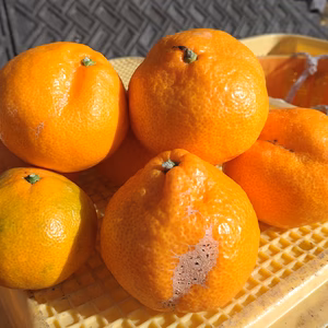 【数量限定】【お買い得】大玉ばかり‼️早生みかん　10kg(箱込み)