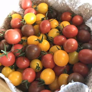 ミニトマト3色詰め合わせセット 各600g