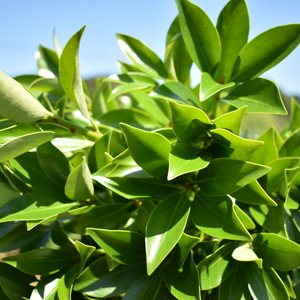 黒田樒園 クロダシキミエン 柳田昂佑さん 農家漁師から産地直送の通販 ポケットマルシェ