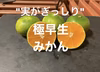 【甘くなさそうで甘い】ツンデレみかん　サイズ混合