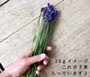 【上富良野産】ラベンダーの生花♪【60g】インテリアやドライフラワー・ポプリに♪