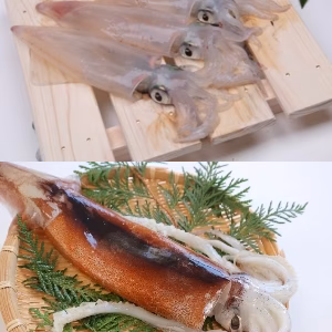 【鮮度勝負！】ケンサキイカ＆スルメイカ 食べ比べセット 活イカ-60度急速冷凍品