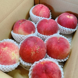 【訳あり】白桃　品種は何が届くかお楽しみ ！？3kg
