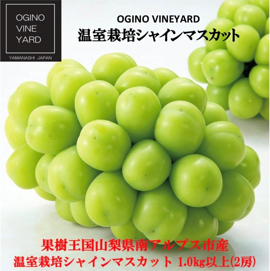 2021新発 8月下旬発送開始 先行予約 大人気 高評価 産地直送 2房 約1kg シャインマスカット 山梨県産 笛吹市 人気 贈り物 ギフト 贈答  美味しい fucoa.cl