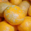 【農薬不使用】無農薬有田みかん　完熟その２