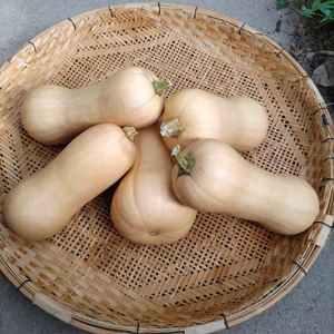 美味しい!バターナッツかぼちゃ