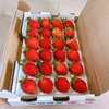 北海道産完熟夏イチゴ24玉1トレー当日収穫した物を発送