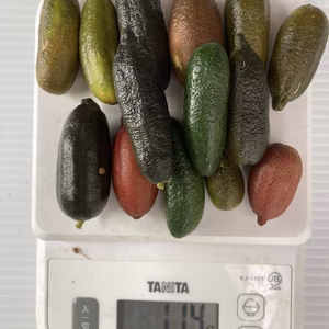 フィンガーライム