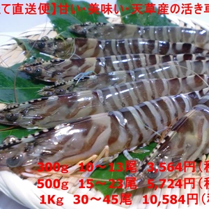 【とれたて直送便】甘い・美味い　天草産の活き車海老！