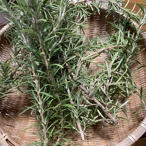 ローズマリー　無農薬　除草剤なし　(ミント)