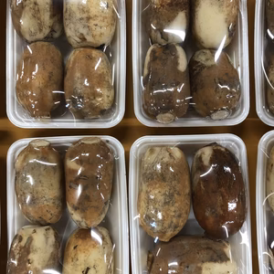 ﾎﾟｹﾏﾙ4周年♪加賀れんこん(1.2キロ)おまけ付☆