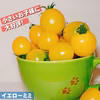 採れたてそのままミニトマト！大人気の品種３種類セット