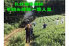全国一律送料　特上の旨味と甘み！茶園No,2特上深蒸し緑茶「茶楽 (さらく)」