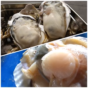 北海道のキレイな海で育った牡蠣とホタテセット【殻付き、生食可】カキナイフ付