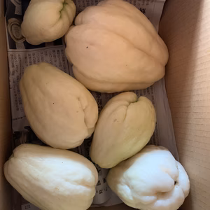 熊本県八代産　農薬不使用　はやとうり　1.8kgほど