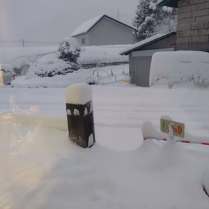 人参の欠片と雪