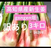 高知県産　朝採れ新生姜　訳あり3キロ