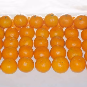 【訳あり】本貯蔵ミカン（小粒）糖度10度　5kg