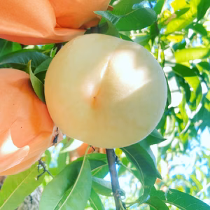 おかやまの白桃！定期便！早生家庭用大箱