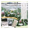 鹿児島県指宿産 完熟 マンゴー 2玉入り800g（約400g/1玉）化粧箱入