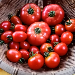 露地のもぎたてトマト3種セット（農薬不使用）