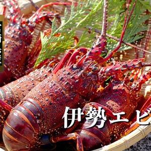 【送料無料】活きたまま発送！プリっぷりの宮崎県産 「伊勢エビ」