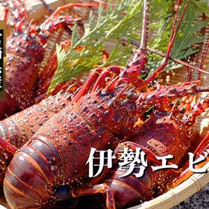 【訳あり】送料無料！生冷凍イセエビ（1.1kg）