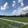 種のない(少ない)大玉 2~3L サイズ ブラックジャック 山形県産