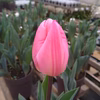 【予約お値引き】　春を先取り☆彡チューリップ2鉢セット1月中旬発送