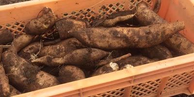 お客様の声が野菜を美味しくする