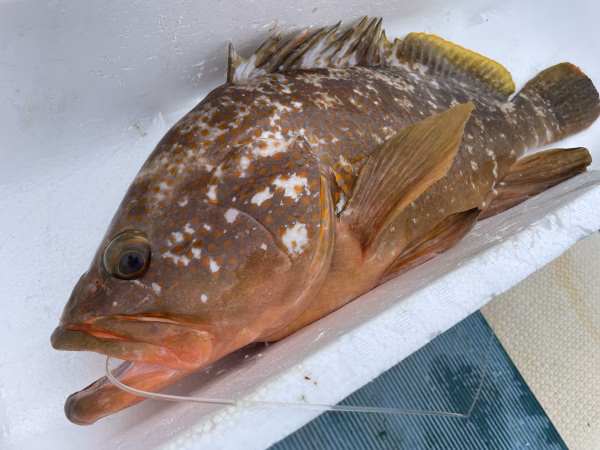 【松島産】キジハタ（約2.4kg）