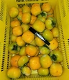 和歌山県産　種無し柿　　　(刀根早生)　A-B品　M～Lサイズ　8個～12個入り