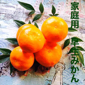 愛媛みかん 家庭用4キロ大小混　