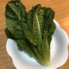 ロメインレタス