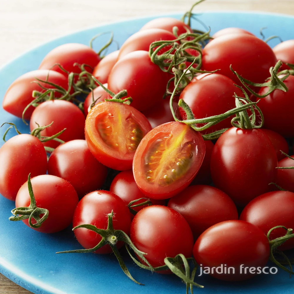 【本日収穫】ソラリーノ　2kg　プリッとコクうま　新鮮　高糖度　ミニトマト