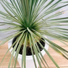 【在庫】　ユッカ　ロストラータ　サファイアスカイズ　8号　観葉植物　レア