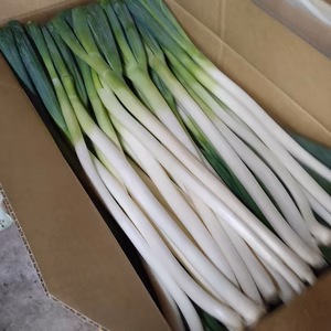 【規格外品】白ネギ 10kg〜 ランダム 白ねぎ 長ねぎ 葱 M~L程度