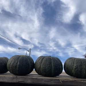 農カード付き！カワイさん本気の家庭菜園パート2！坊ちゃんカボチャ10kg！