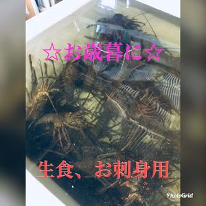 お得　活け伊勢海老　計1キロ（5〜7匹）訳あり