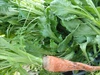 【冬季限定常温便】フードレスキュー便　季節の旬野菜豊作＆傷あり野菜