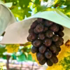 希少品種！黒いマスカット！マスカットノワール