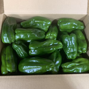クール便【訳あり】ピーマン　60サイズ箱いっぱい 　約1、2kg