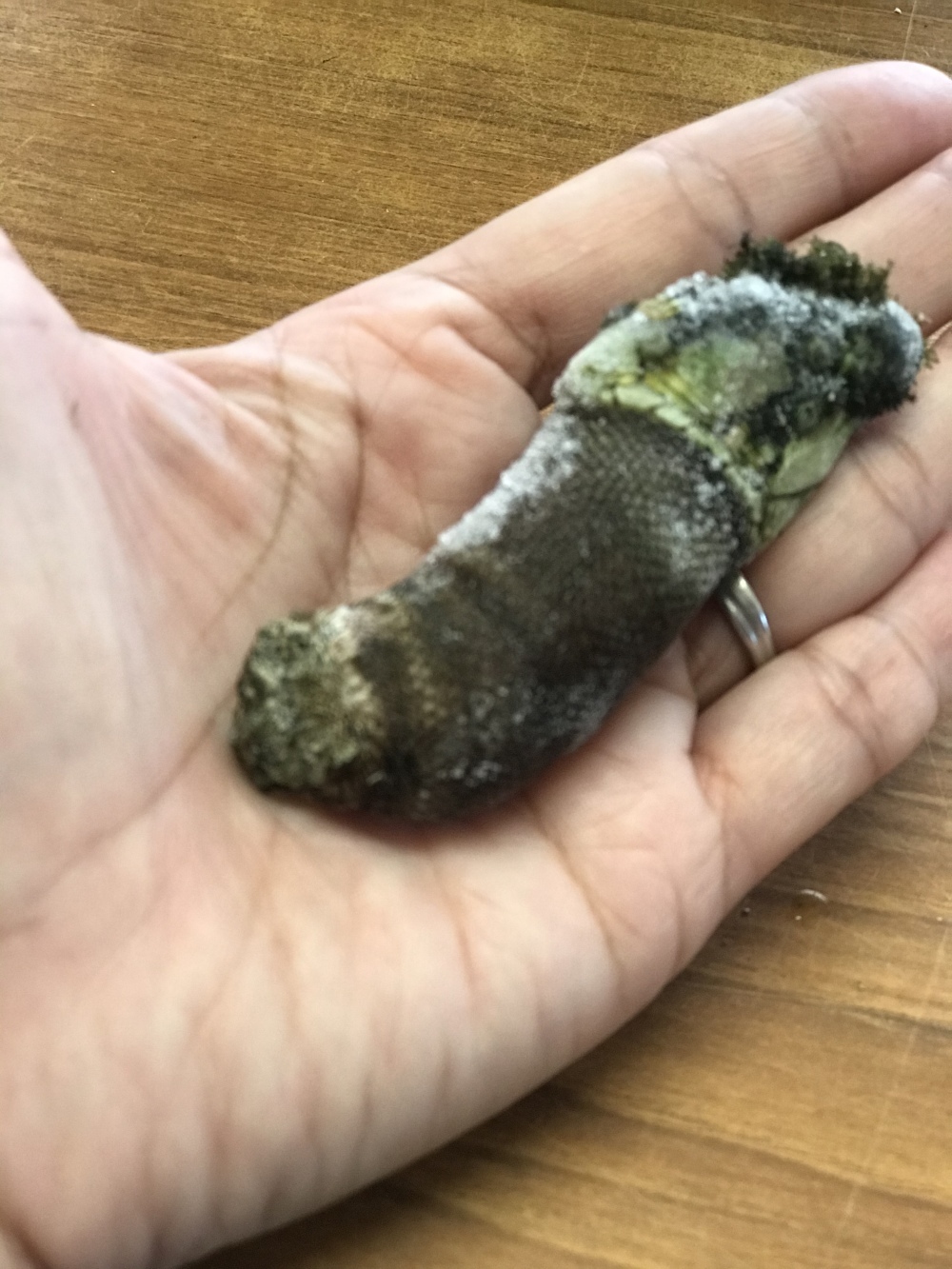 超希少 特大カメノテ 1点もの ありがとう カメノテ 1kg 農家漁師から産地直送の通販 ポケットマルシェ