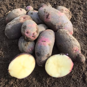 甘美味い！　ですとろいや（グラウンドペチカ）