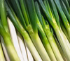 お鍋に最適！特栽【長ネギ】