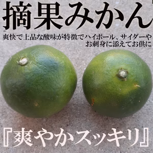 摘果みかん 青みかん グリーンみかん 和歌山有田産