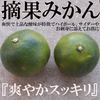 【予約販売】 摘果みかん 青みかん グリーンみかん 和歌山有田産