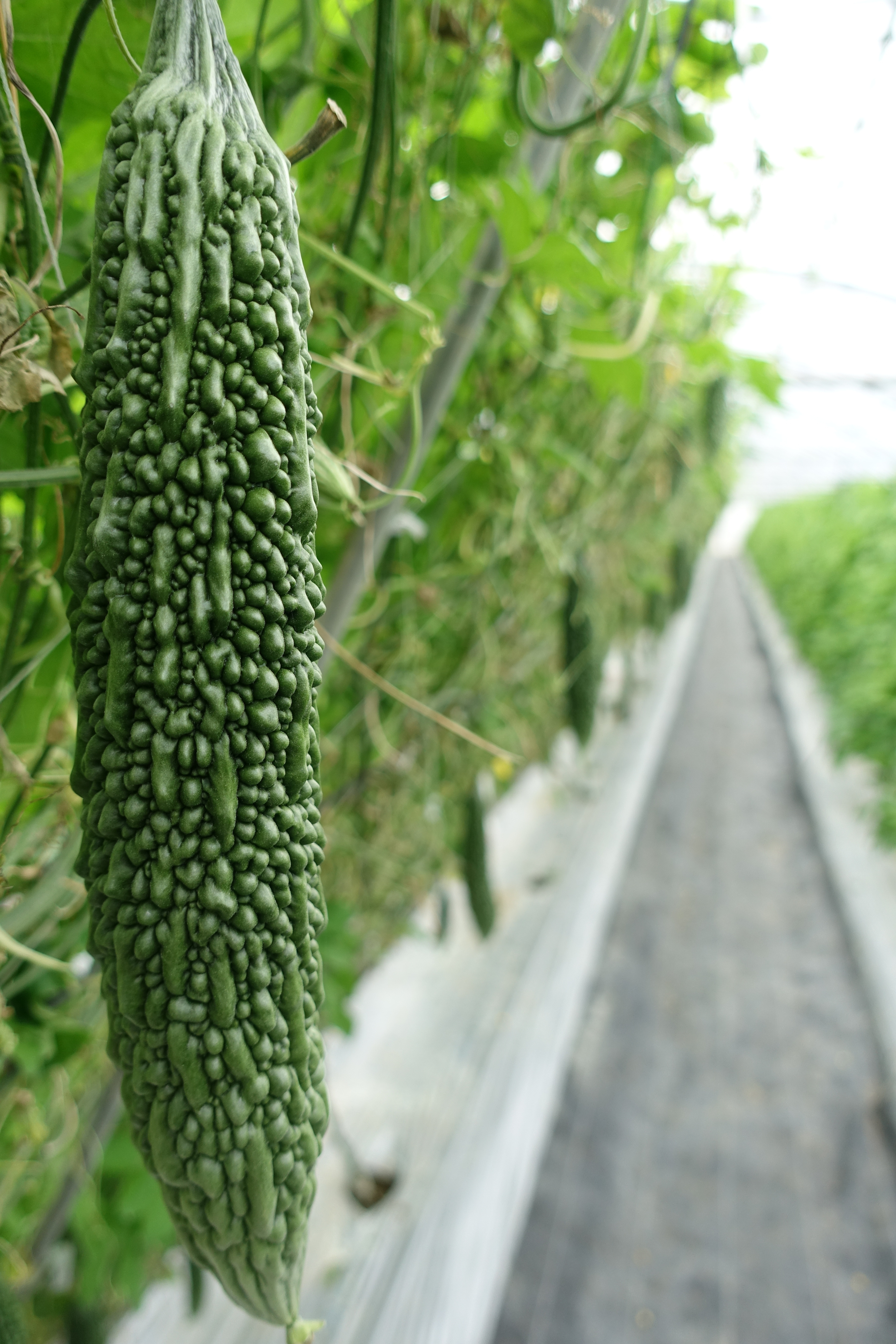 ゴーヤの通販・お取り寄せ商品｜野菜｜ポケットマルシェ｜産地